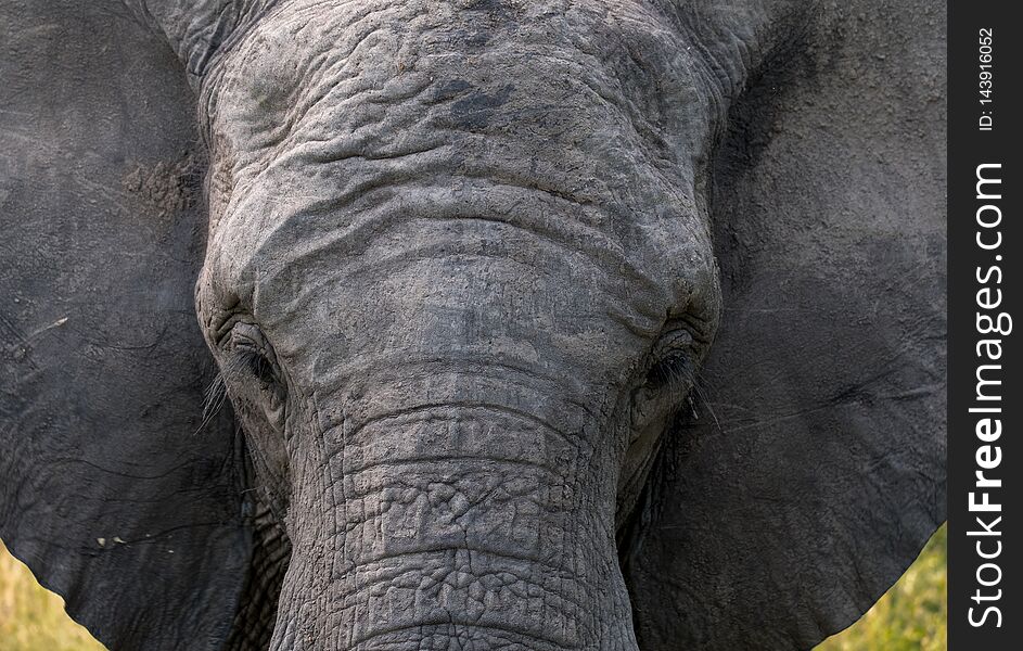 Close up of head of African elephant at the Sabi Sands Game Reserve, Kruger, South Africa.