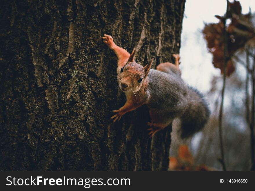Squirrel with a nut on a tree
