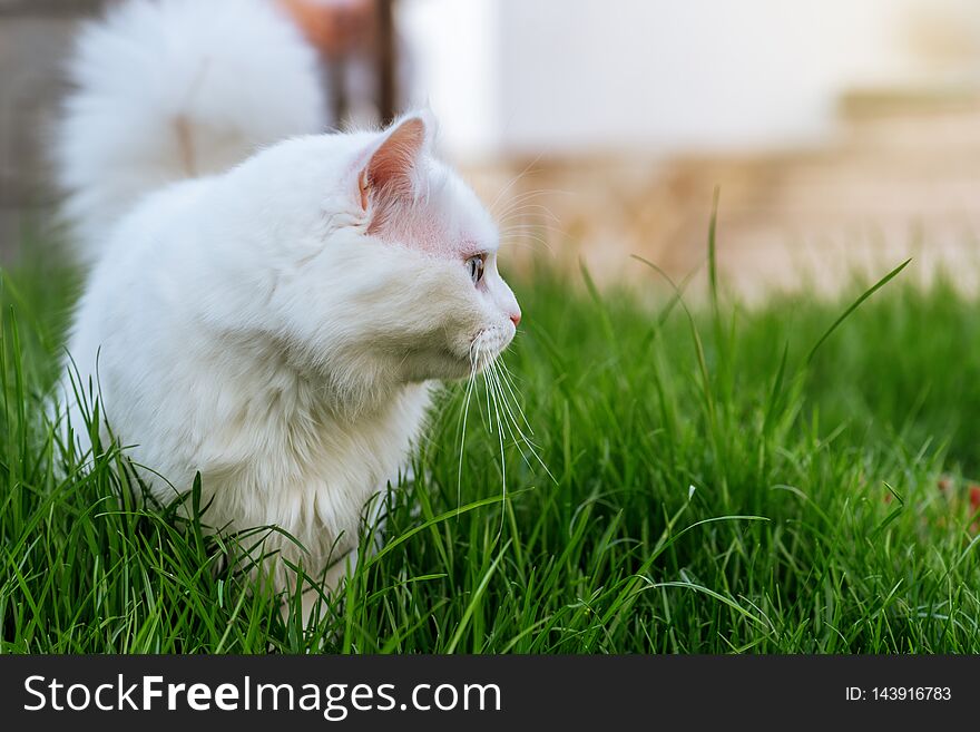 Cat relaxing in grass