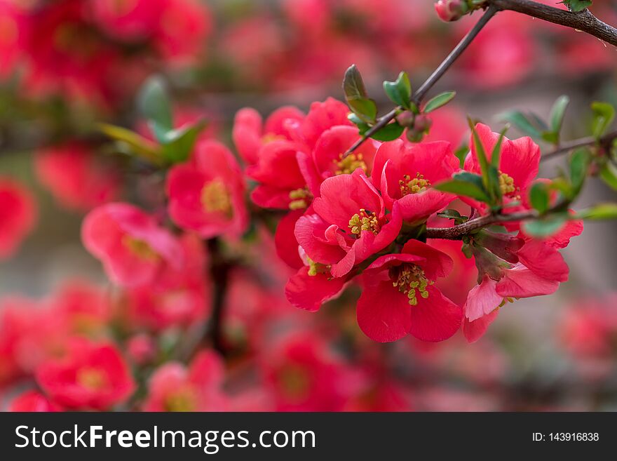 Springtime. Beautiful Blossom Tree