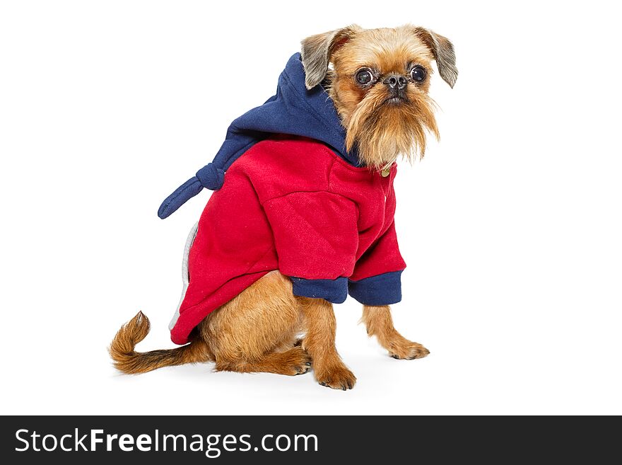Dog breed Brussels Griffon in a hoodie , isolated on white background. Dog breed Brussels Griffon in a hoodie , isolated on white background