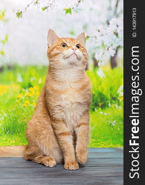 Big, red cat sitting on a blue wooden table, outdoor