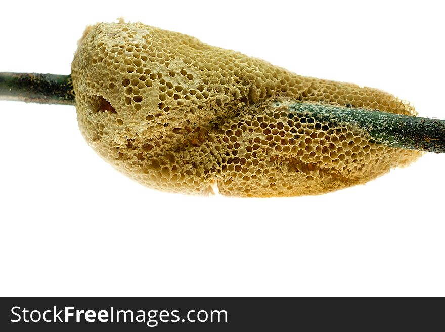 Hand holding honeycomb on bamboo branch and isolated on white background