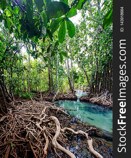Mangrove forest and green water from krabi thailand. Mangrove forest and green water from krabi thailand