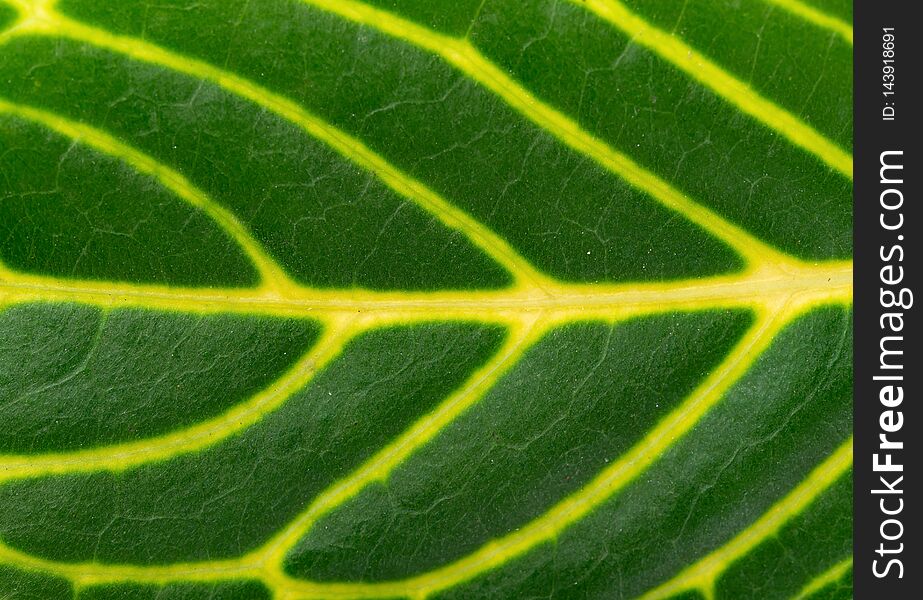 Fresh green leaf with clear vein close up