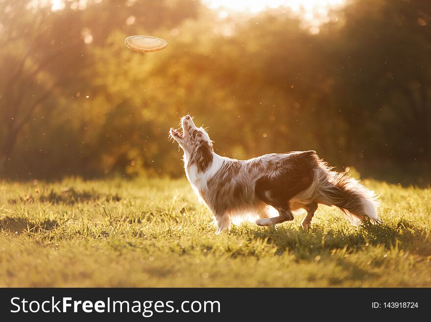 The dog is playing with the disc in nature, sunset. Active and funny border collie, pet plays