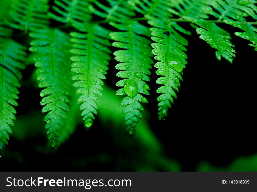 Drops on a fern leaves