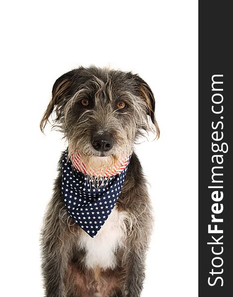 BLACK DOG WITH AMERICAN FLAG BANDANA. ISOLATED STUDIO SHOT ON WHITE BACKGROUND. INDEPENDENCE  DAY 4TH OF JULY CONCEPT