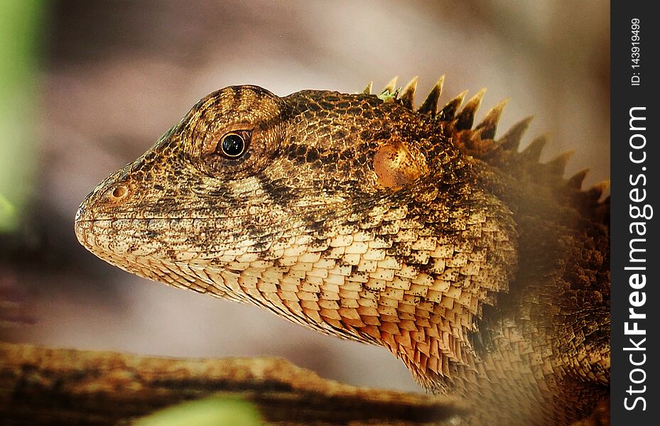 lizard   k   g blur background   bark chameleon. lizard   k   g blur background   bark chameleon