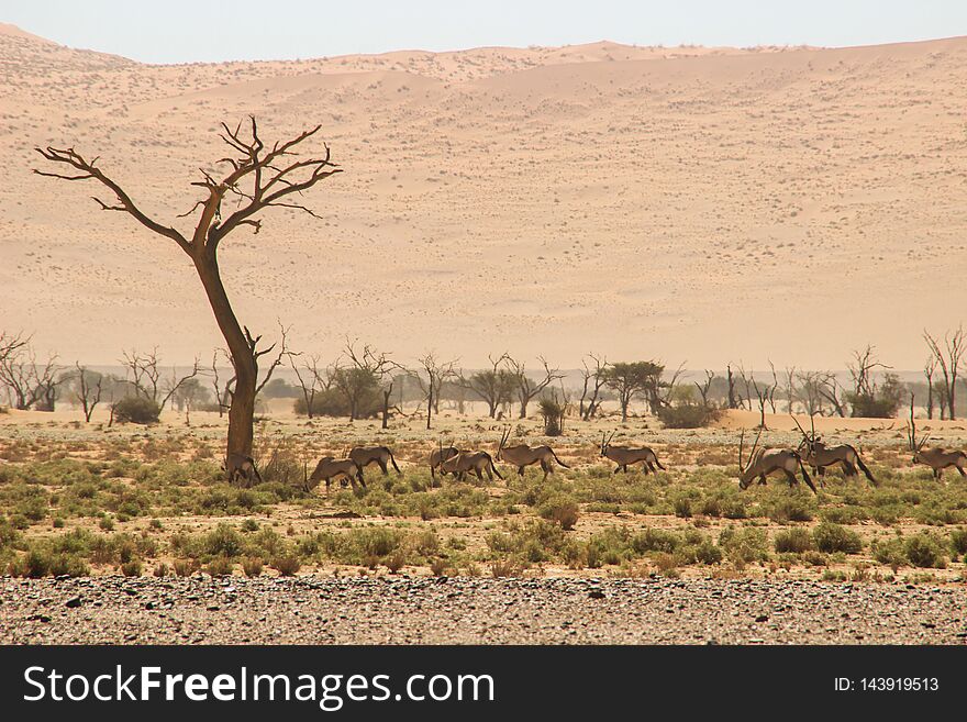 Oryx or antelope with long horns in the Namib Desert, Namibia, Africa