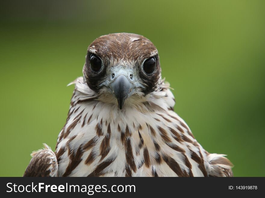 Head & Shoulders Close Up Of A Hawk Staring At The Camerawith Big Brown Eyes