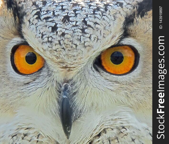 Close up of an Owls face staring at the camera with bright strong orange eyes. Close up of an Owls face staring at the camera with bright strong orange eyes