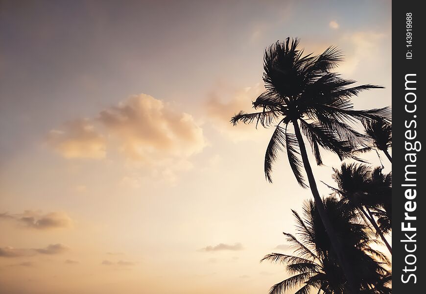 Silhouette of palm trees against sunset sky background