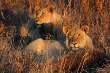 Two  Lions Resting In Long Grass In The Evening Sun Stock Image