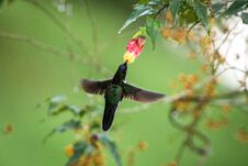 Colared Inca Howering Next To Yellow And Orange Flower, Colombia Hummingbird With Outstretched Wings,hummingbird Sucking Nectar Fr Royalty Free Stock Image