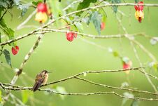 Speckled Hummingb Sitting On Branch With Yellow And Red Flowers, Hummingbird From Tropical Forest,Colombia,bird Perching,tiny Beau Stock Photography
