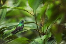 Green Violet-ear Sitting On Leaf, Hummingbird From Tropical Forest,Ecuador,bird Perching,tiny Bird Resting In Rainforest,clear Col Stock Images