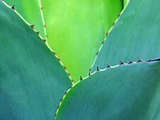 Free Cactus Thorns Thorny Leaves Leaf Cactaceae Plants Exotic Wild Tropical Royalty Free Stock Photo - 143922815