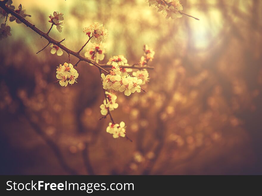 Apricot Flowering. Spring Flowers. Flowering Tree. First