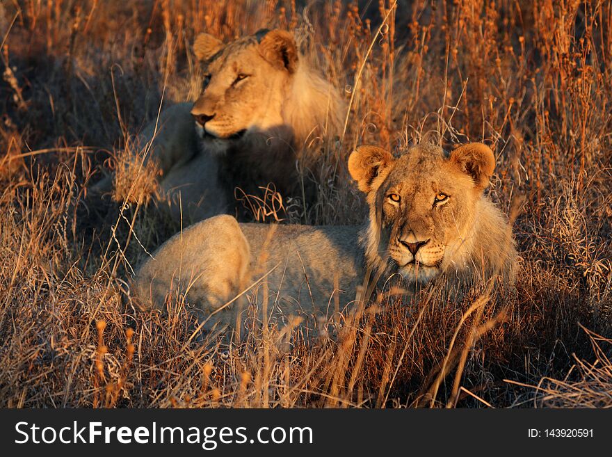 Two  Lions resting in long grass in the evening sun
