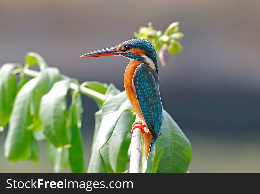 Common Kingfisher Alcedo atthis Beautiful Female Birds of Thailand