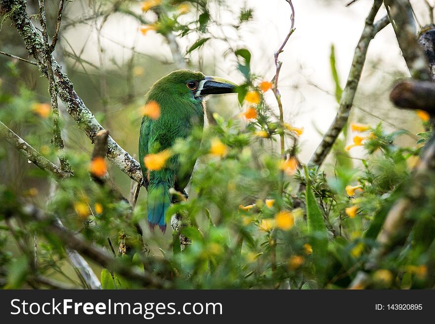 Blue-throated Toucanet, green toucan in the nature habitat, exotic animal in tropical forest, Colombia. Wildlife scene from nature