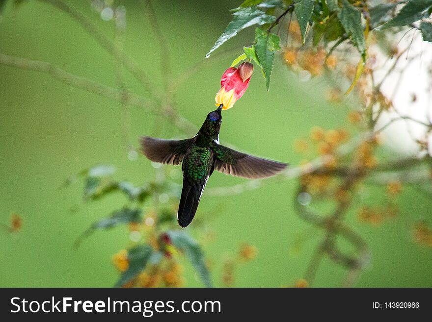 Colared inca howering next to yellow and orange flower, Colombia hummingbird with outstretched wings,hummingbird sucking nectar from blossom,animal in its environment, bird in flight,garden