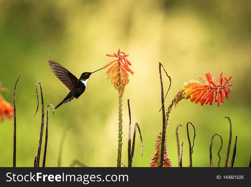 Colared inca howering next to yellow and orange flower, Colombia hummingbird with outstretched wings,hummingbird sucking nectar from blossom,animal in its environment, bird in flight,garden. Colared inca howering next to yellow and orange flower, Colombia hummingbird with outstretched wings,hummingbird sucking nectar from blossom,animal in its environment, bird in flight,garden