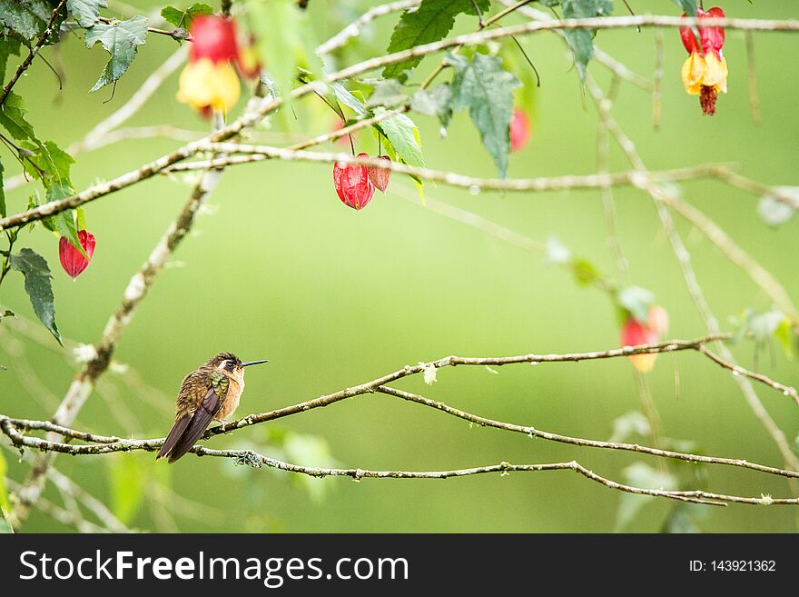 Speckled hummingb sitting on branch with yellow and red flowers, hummingbird from tropical forest,Colombia,bird perching,tiny beautiful bird resting on flower, garden,nature scene