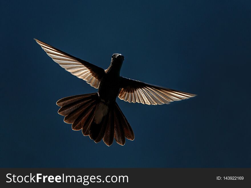 White-vented plumeleteer hovering in  air,tropical rainforest, Colombia,beautiful hummingbird with outstretched wings in back light,exotic birding adventure, bird isolated silhouette,clear background