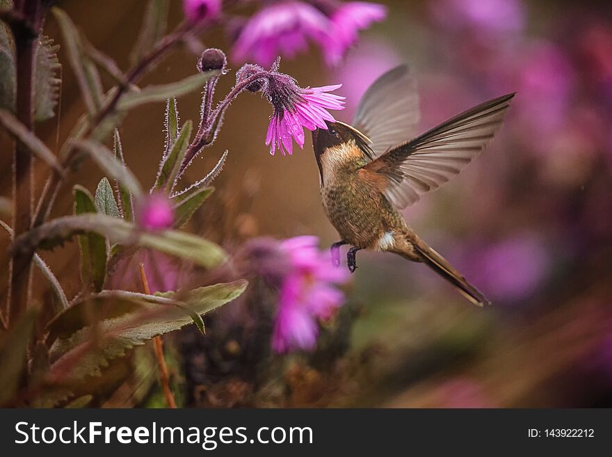 Green-bearded helmetcrest howering next to pink flower, Colombia hummingbird with outstretched wings,hummingbird sucking nectar from blossom,high altitude animal in its environment,exotic adventure