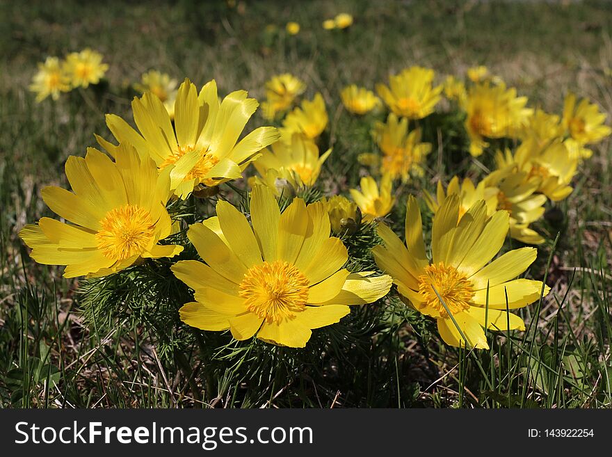 Yellow adonis blooming in a meadow