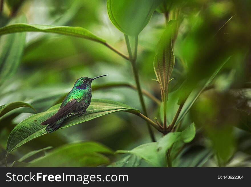 Green violet-ear sitting on leaf, hummingbird from tropical forest,Ecuador,bird perching,tiny bird resting in rainforest,clear colorful background,nature,wildlife, exotic adventure trip