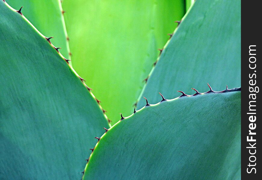Cactus thorns thorny leaves leaf cactaceae plants exotic wild tropical
