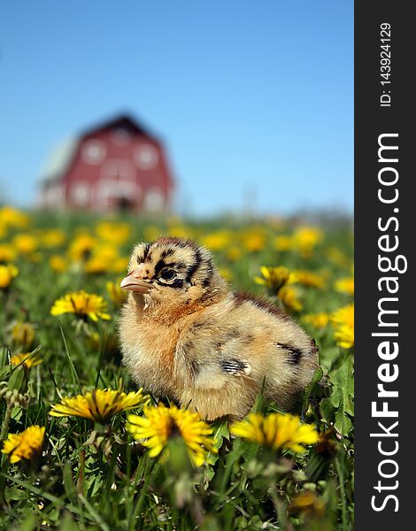 Americauna chick in the grass amongst the dandelions with a majestic looking barn in the background. Americauna chick in the grass amongst the dandelions with a majestic looking barn in the background