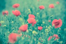 Poppy Flower In A Field With Beautiful Colors Royalty Free Stock Image