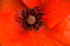 Poppy Flower In A Field With Beautiful Colors Royalty Free Stock Photography