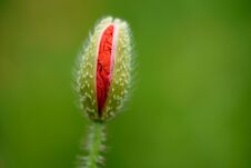 Poppy Flower In A Field With Beautiful Colors Royalty Free Stock Image