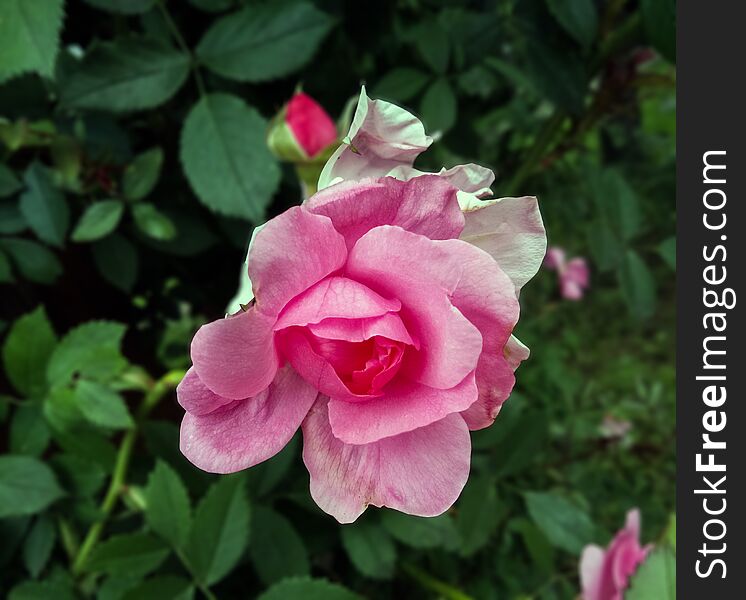 This photo represents pure beauty. Pink rose from Sinaia, Romania. Thanks!