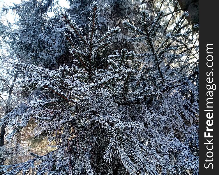 Frozen tree from Vatra Dornei. Extremely low temperatures from the mountains cover fir trees in winter clothes.