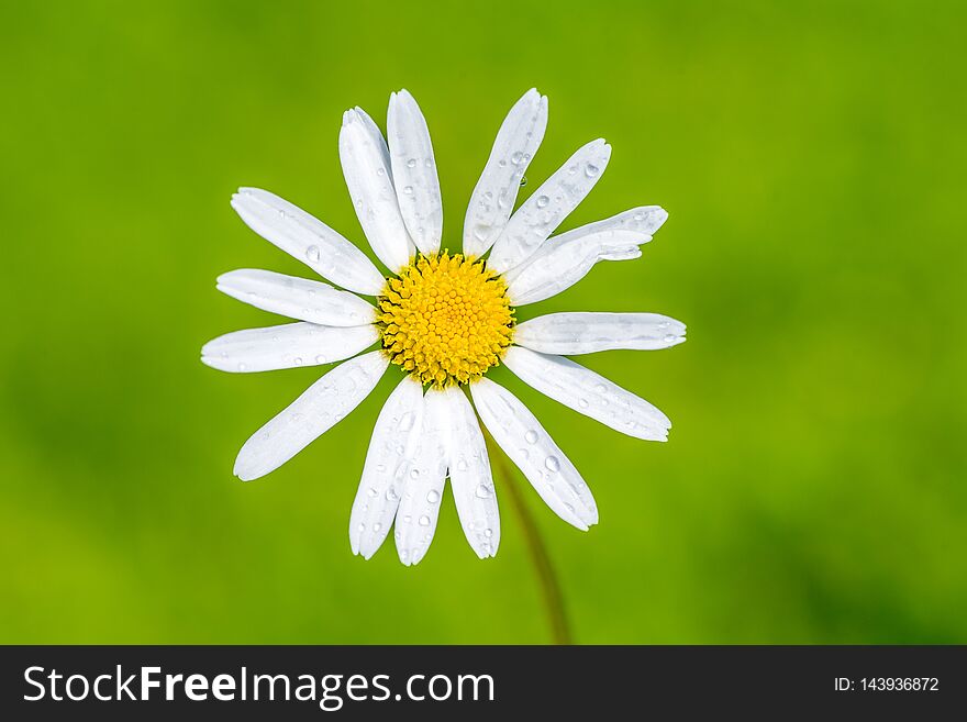 Daisy Flowers With Beautiful Colors