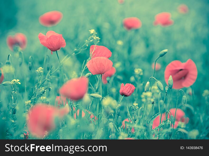 Poppy flower in a field with beautiful colors