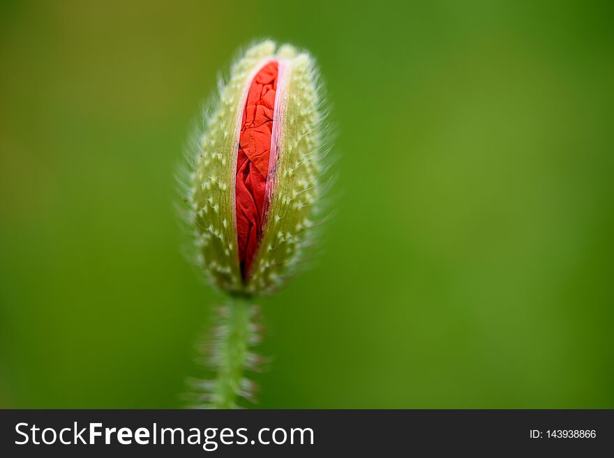 Poppy flower in a field with beautiful colors