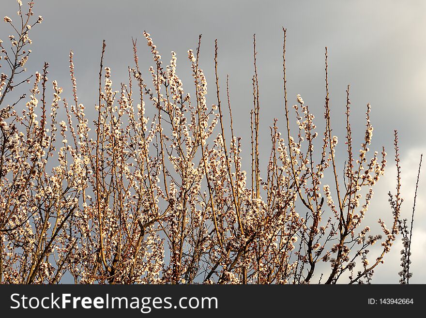 Picture of fresh cherry blossom flowers on cloudy background, during sunset light. Picture of fresh cherry blossom flowers on cloudy background, during sunset light.