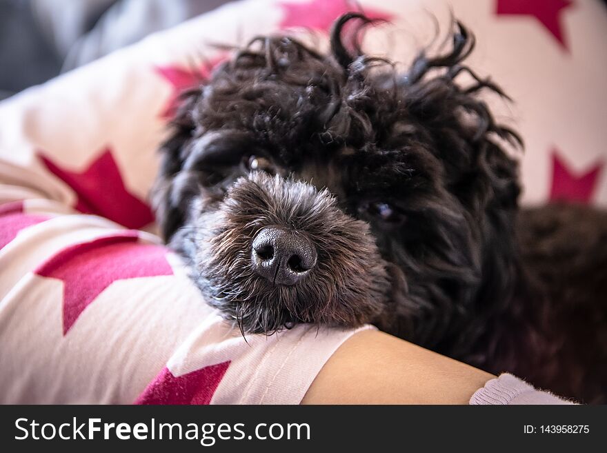 Small cute black toy poodle dog lying on woman`s legs