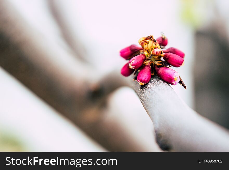 Cercis siliquastrum. Blooming spring tree with pink flowers.