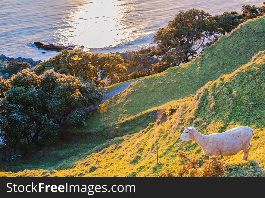 Single sheep on slope overlooking Pacific ocean sun rises glistening across water at Mount Maunganui New Zealand
