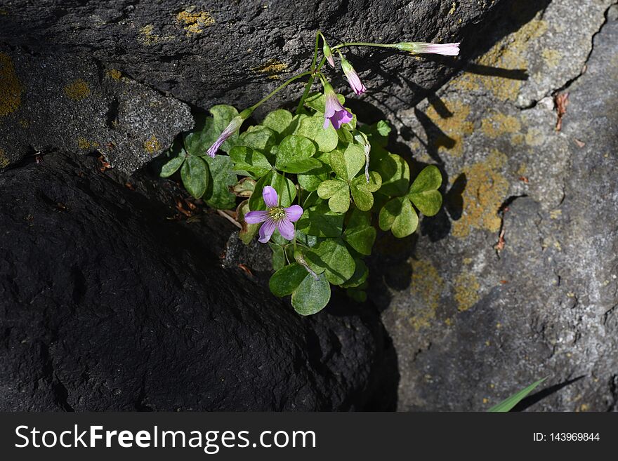 Lavendersorrel Oxalis Corymbosa Flowers