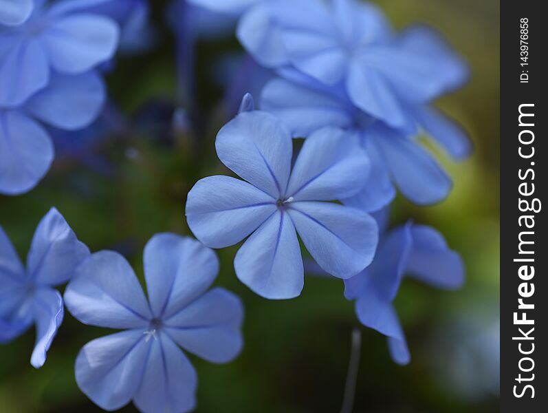 The blue Plumbago`s deep color let it stand out in the flower garden. The blue Plumbago`s deep color let it stand out in the flower garden