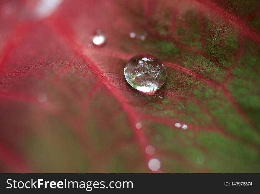 Tropical Leaf with rain drops